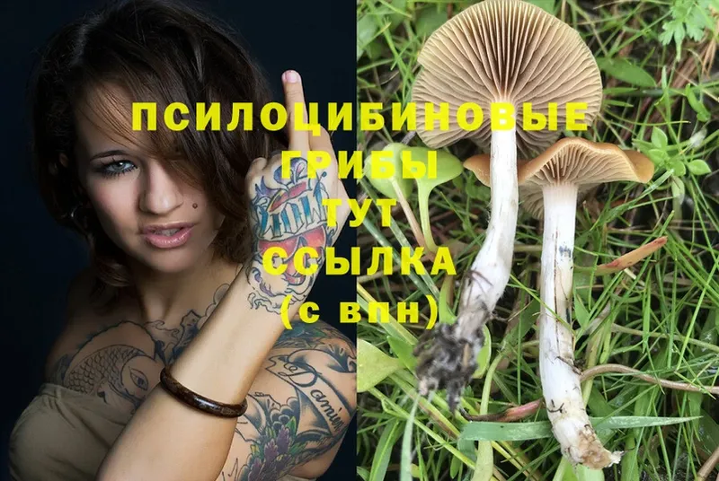 Псилоцибиновые грибы Psilocybe  Балахна 